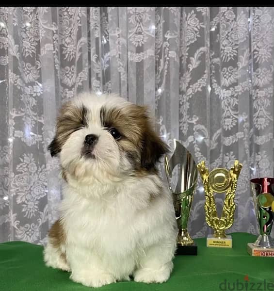 Imported Shih tzu - Shihtzu From Europe 5