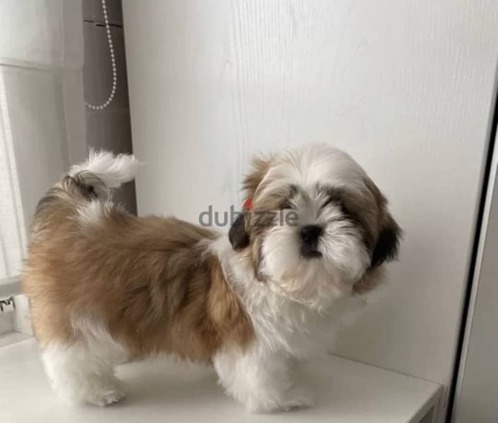 Imported Shih tzu - Shihtzu From Europe 6