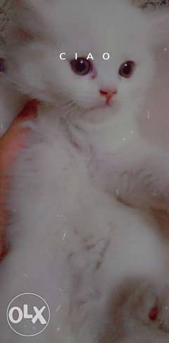 قطط شيرازي قمرات 0