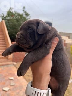 Labrador puppies for sale ! 0