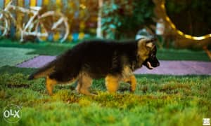 King shepherd puppy XL siz 0