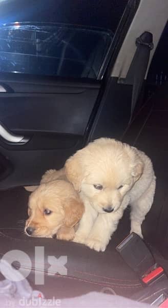 Golden retriever puppies 40 days for sale 1