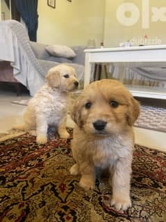 Golden retriever puppies 40 days for sale 0