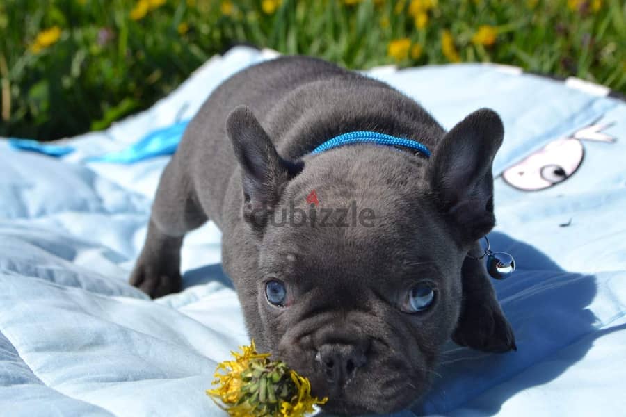 French Bulldog Blue eyes Imported 1