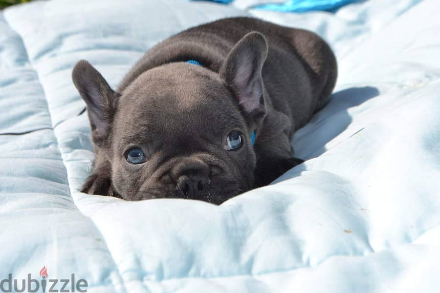 French Bulldog Blue eyes Imported 3