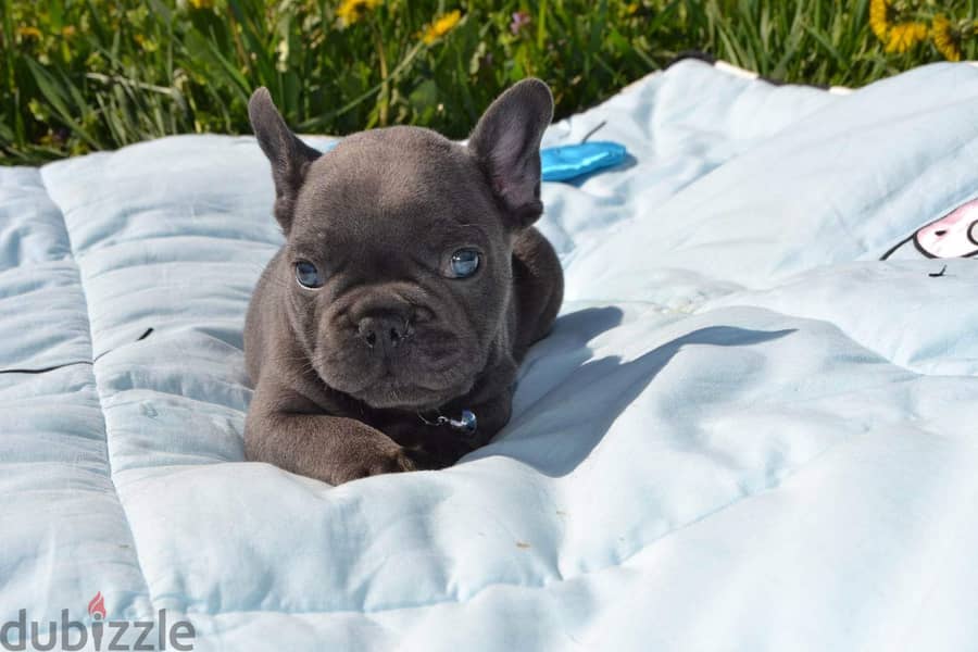 French Bulldog Blue eyes Imported 6