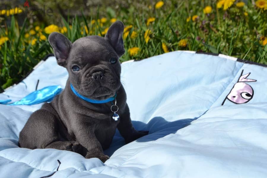 French Bulldog Blue eyes Imported 7