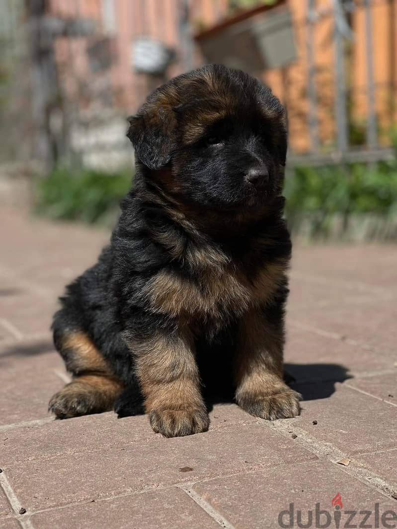 German Shepherd puppy female Imported Super Quality !! 1