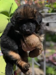 German Shepherd puppy female Imported Super Quality !! 0