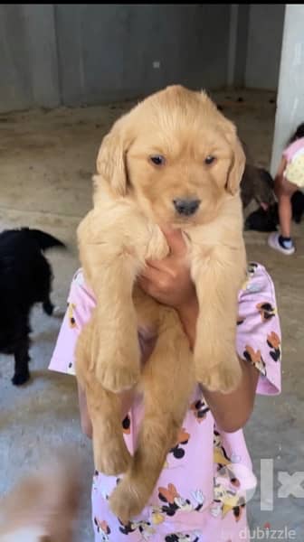 Golden retriever puppies 40 days for sale 2