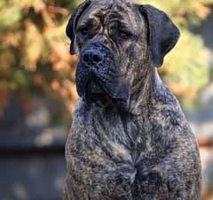 imported boerboel puppies , CHAMPION BLOODLINE. . fastest delivery 0