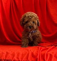 toy poodle puppies  top quality توى بودل 0