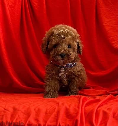 toy poodle puppies  top quality توى بودل