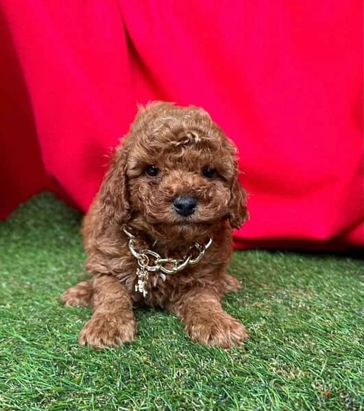 toy poodle puppies  top quality توى بودل 1
