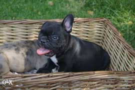French bulldog Male Imported Parents DOB:10.11. 2021 0