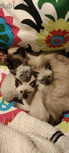 Royal Siamese 2