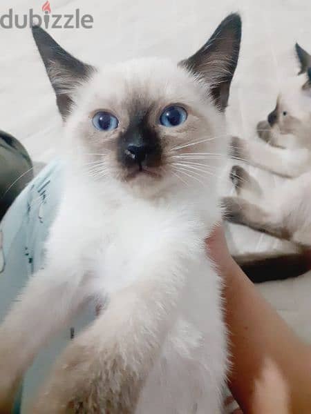 Royal Siamese 4