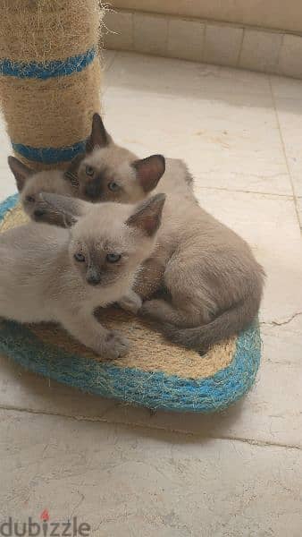 Royal Siamese 5