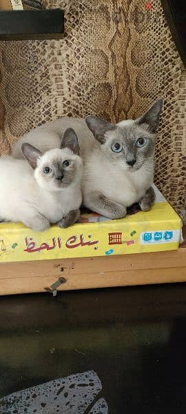 Royal Siamese 6