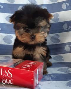 amazing Imported Mini Yorkshire Puppies From Ukraine Top Quality 0