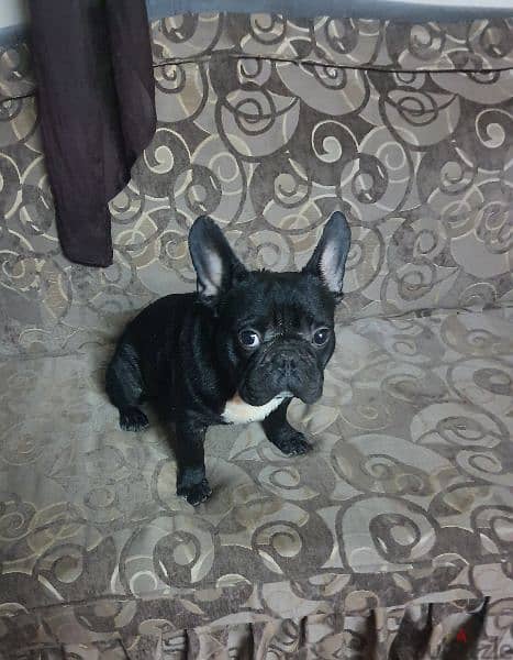 french bulldog male 1