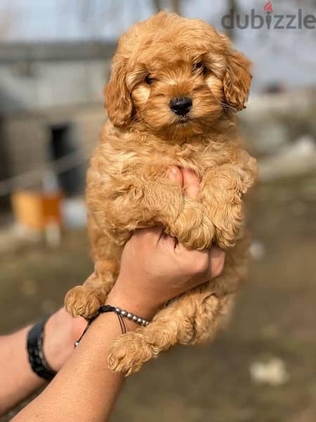 premium quality toy poodle puppies , vaccinated 0