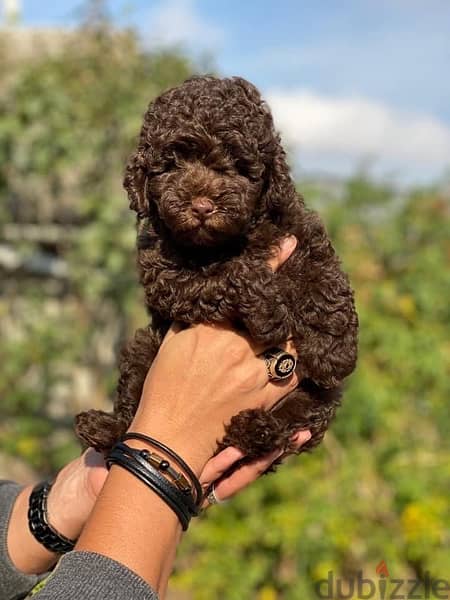 SHOW CLASS imported toy poodle puppies , FASTEST DELIVERY 0