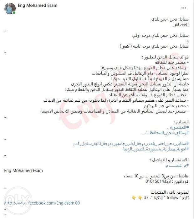 دخن احمر بلدى / سنابل درجة اولى وسنابل درجة تانية / للعصافير والطيور 7