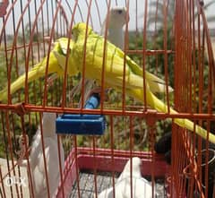 مجموعة عصافير بادچي لاتيني و البينو و متنوع 0