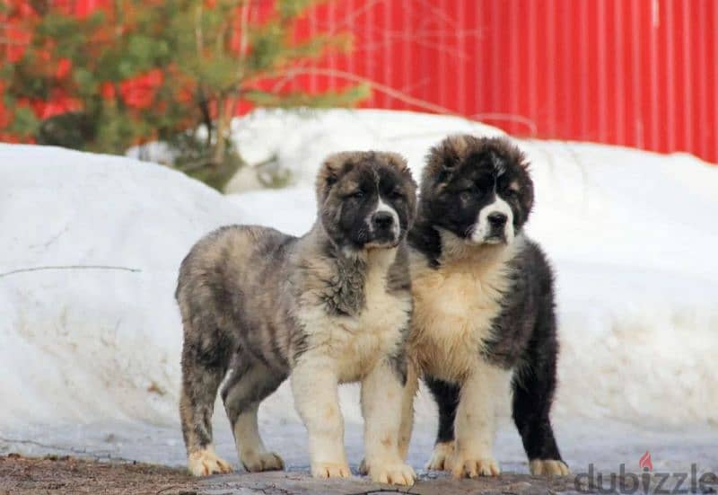 BRINDLE Alabai Shepherd From the grand champion 0