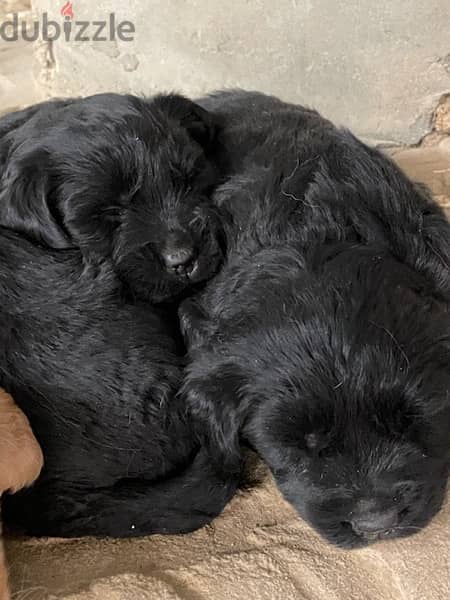 Labrador  Female & male Puppies for sale 40 days in tagamoa 2