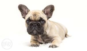 Availabile NOW in Egypt for immediate Purchase French bulldog puppies 0