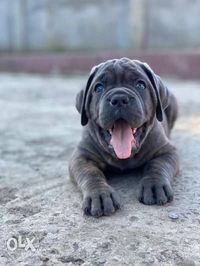 Amazing Blue Cane Corso puppies from Ukraine Fci