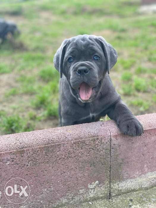 Amazing Blue Cane Corso puppies from Ukraine Fci 1