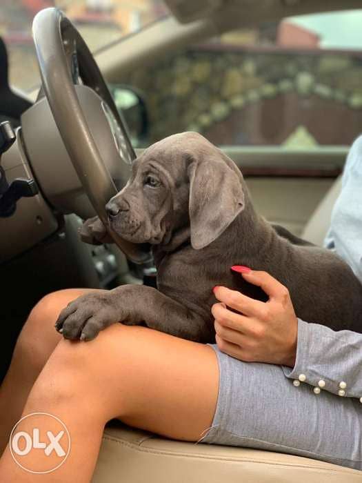 Amazing Blue Cane Corso puppies from Ukraine Fci 2