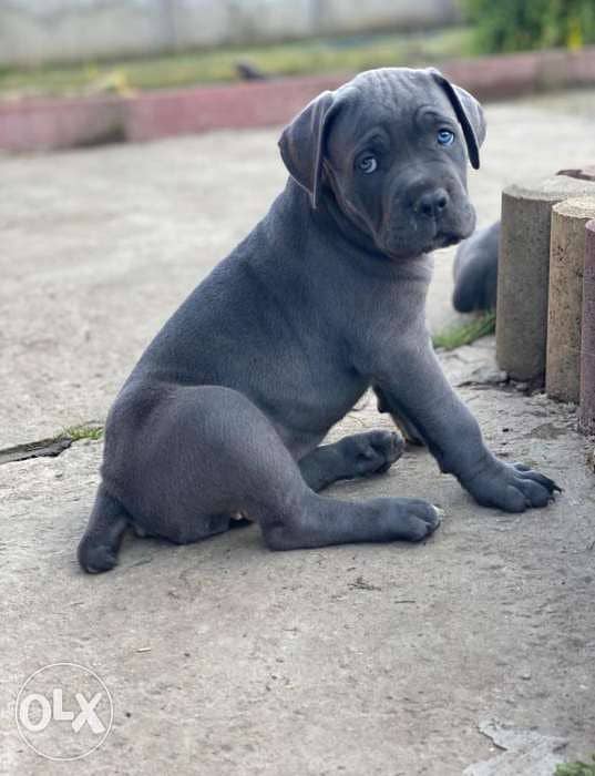 Amazing Blue Cane Corso puppies from Ukraine Fci 3