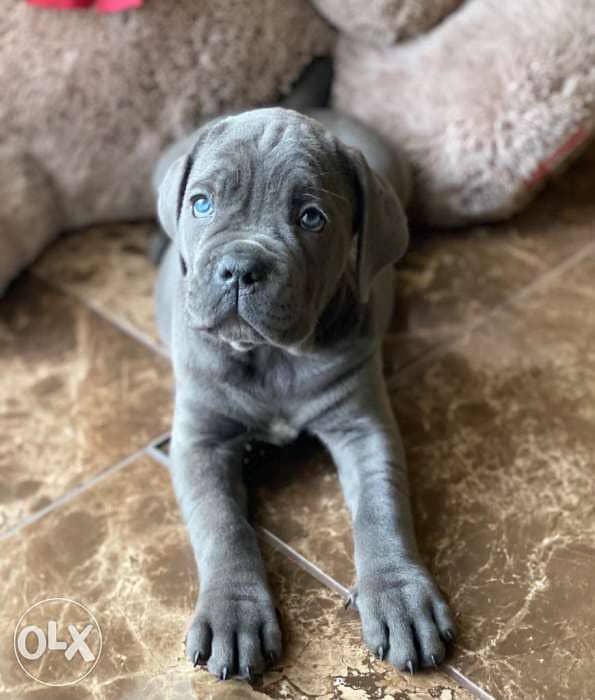 Amazing Blue Cane Corso puppies from Ukraine Fci 4