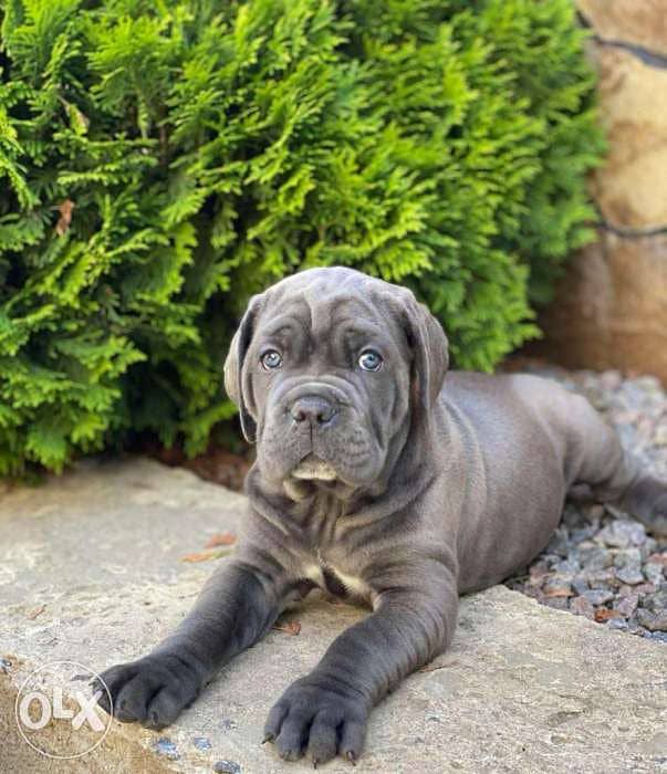 Amazing Blue Cane Corso puppies from Ukraine Fci 5