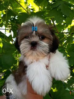 IMPORTED Shihtzu Male 4 Months Full documents Top Quality Best price 0