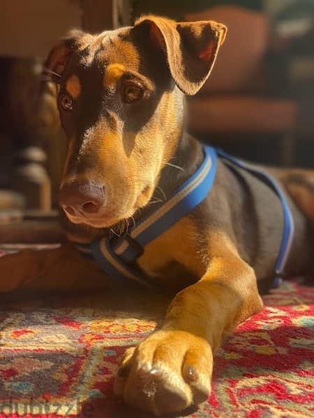 Doberman دوبرمان 2