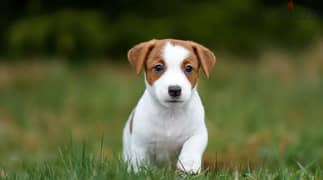 Offer pedigree beautiful boy jack Russell terrier