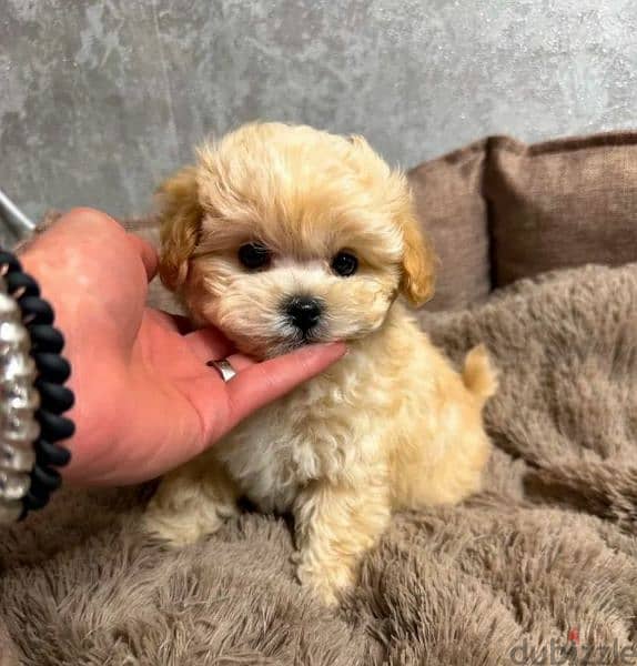 Imported Super Micro - Maltipoo from Russia 2 months maltese poodle 1