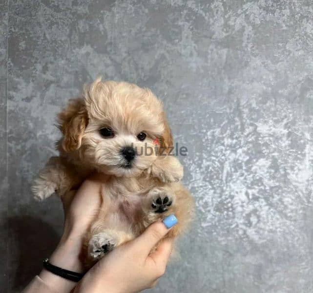 Imported Super Micro - Maltipoo from Russia 2 months maltese poodle 2
