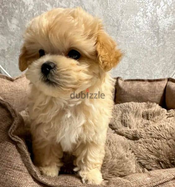 Imported Super Micro - Maltipoo from Russia 2 months maltese poodle 3