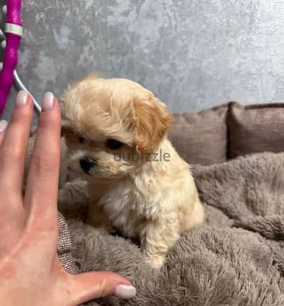 Imported Super Micro - Maltipoo from Russia 2 months maltese poodle