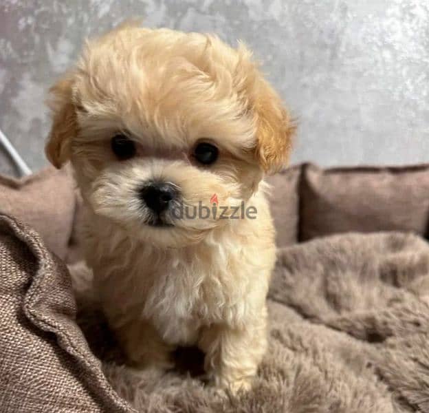 Imported Super Micro - Maltipoo from Russia 2 months maltese poodle 4
