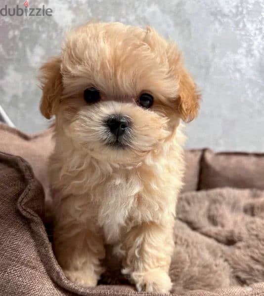 Imported Super Micro - Maltipoo from Russia 2 months maltese poodle 5