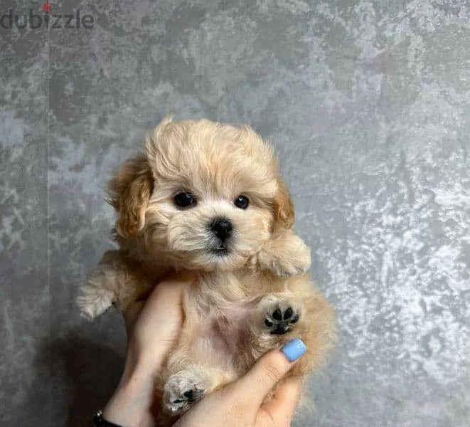 Imported Super Micro - Maltipoo from Russia 2 months maltese poodle 6