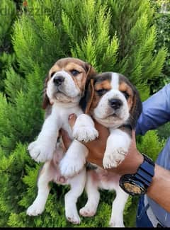 Olx beagle store puppies for sale