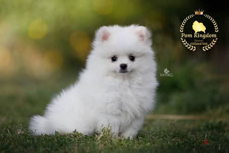 pomeranian female - بومرينيان